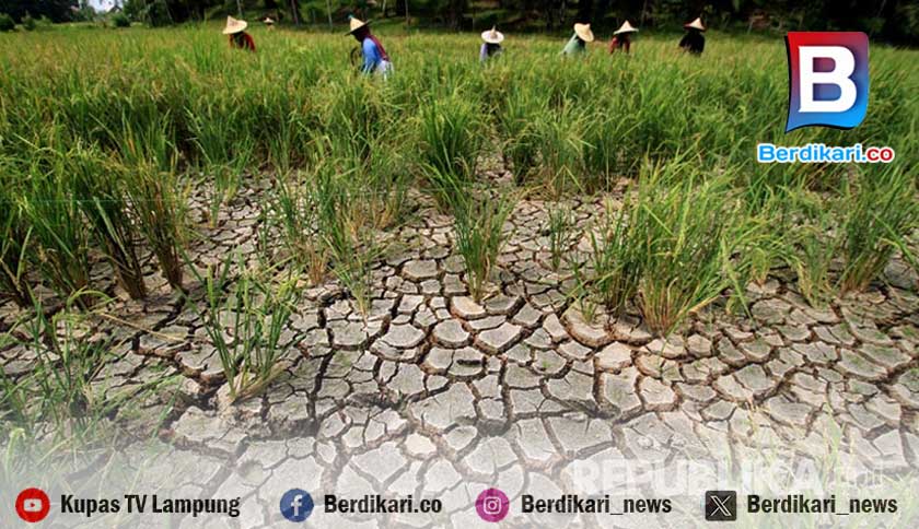 4.614 Hektar Sawah Alami Puso Karena Banjir dan Kekeringan