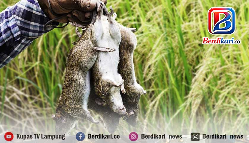 Ancaman Tikus di Metro Barat Jadi Alarm Penting