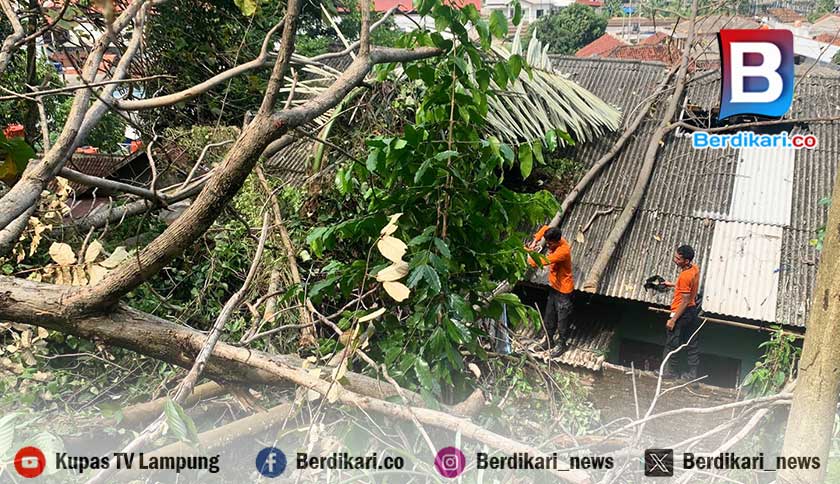 Angin Kencang, 12 Pohon di Bandar Lampung Tumbang