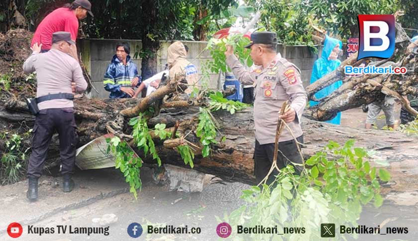Cuaca Ekstrem Tumbangkan Pohon Besar di Bandar Lampung