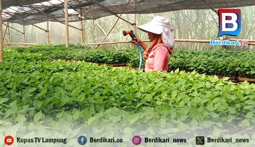 Dampak Kemarau, Omset Petani Bibit Sayuran di Lamtim Turun