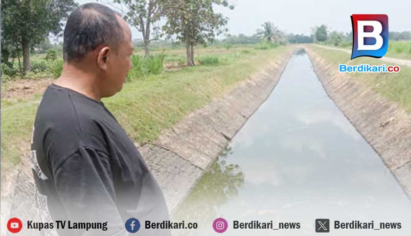 Debit Air Danau Way Jepara Lamtim Menyusut, Ribuan Hektar Sawah Kering