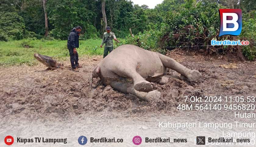 Gajah Betina Ditemukan Mati di Taman Nasional Way Kambas