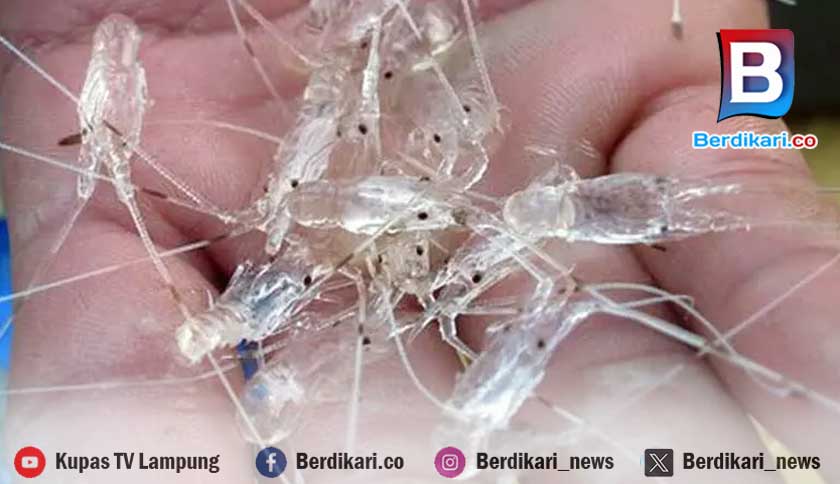 Gerebek Gudang Penampungan, Tim Lanal Lampung Sita Ratusan Ribu Ekor Benih Lobster