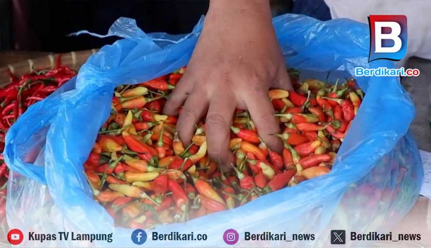 Harga Cabai Besar di Pasar Kalianda Lampung Selatan Perlahan Mulai Turun