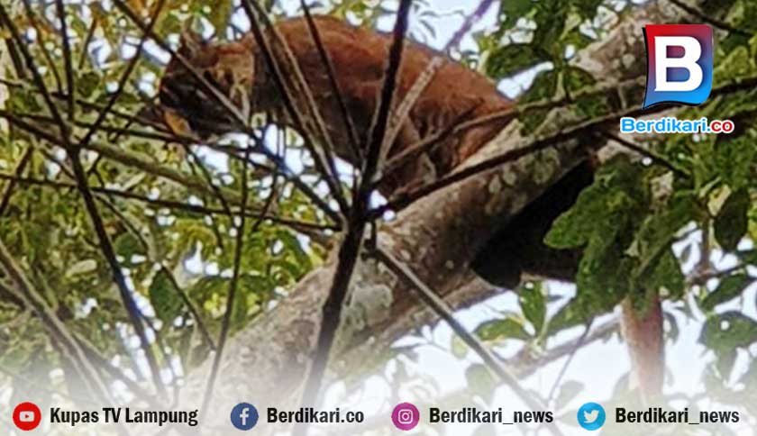 Harimau Masuk Perkebunan di Pesawaran Lampung