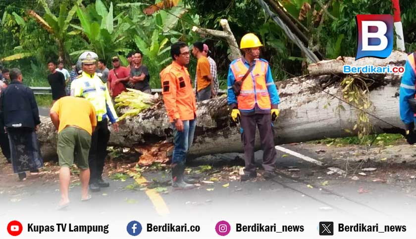 Hujan Deras Sebabkan Pohon Tumbang di Canggu Lampung Barat