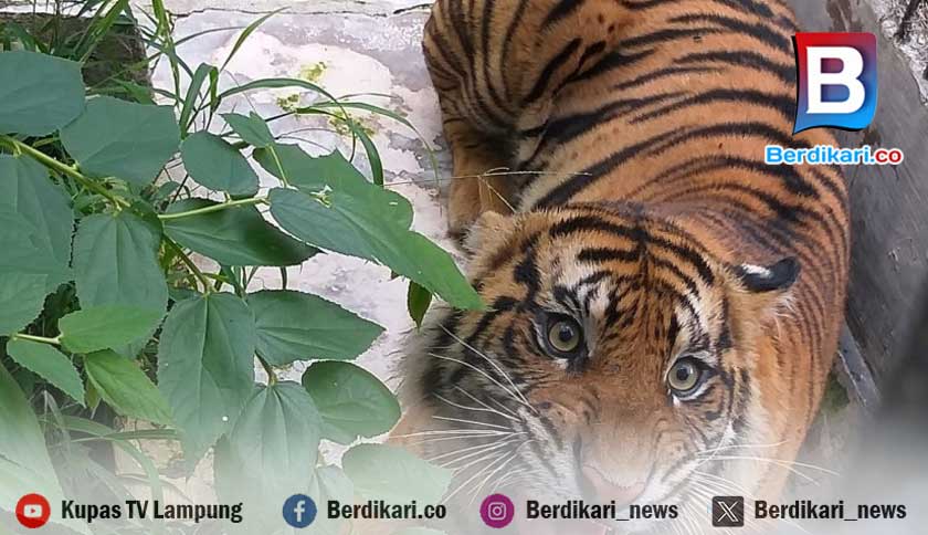 Identifikasi Harimau, Tim Gabungan Suoh Pasang Kamera Trap