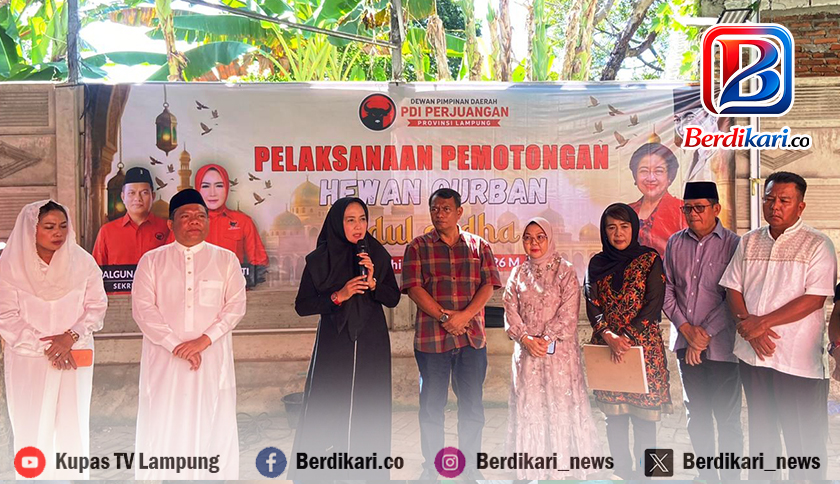 Idul Adha 2026, DPD PDI-P Lampung Salurkan 11 Sapi dan 3 Kambing Kurban