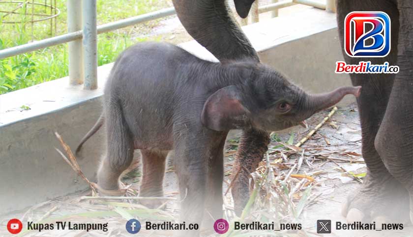 Kabar Gembira dari Lampung, Bayi Gajah Sumatera Betina Lahir dengan Bobot 123 Kg
