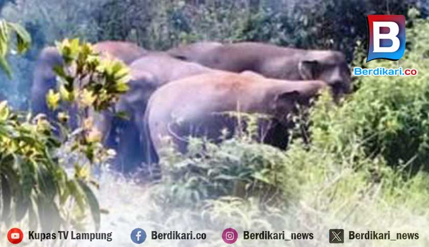 Kawanan Gajah Suoh Lambar Dekati Pemukiman