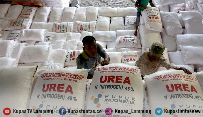 Kementan Tambah Kuota Pupuk Subsidi Jadi 9,55 Juta Ton, Lampung Terima Segini