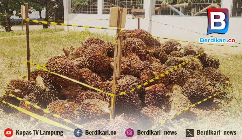 Lima Pencuri Tertangkap Basah Gasak 2,6 Ton Sawit di Lampung Tengah