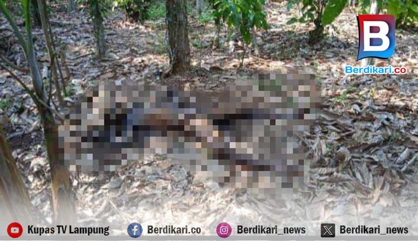 Mayat Misterius Ditemukan di Kebun Warga di Pagelaran Pringsewu