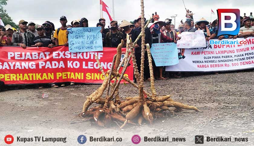 Paguyuban Petani Singkong Lampung Timur Sebut Impor Tapioka Kejahatan Ekonomi