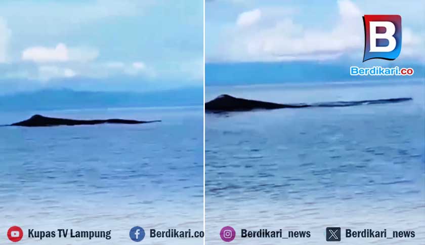 Paus Raksasa Muncul di Teluk Semaka, Fenomena Langka yang Memukau Nelayan