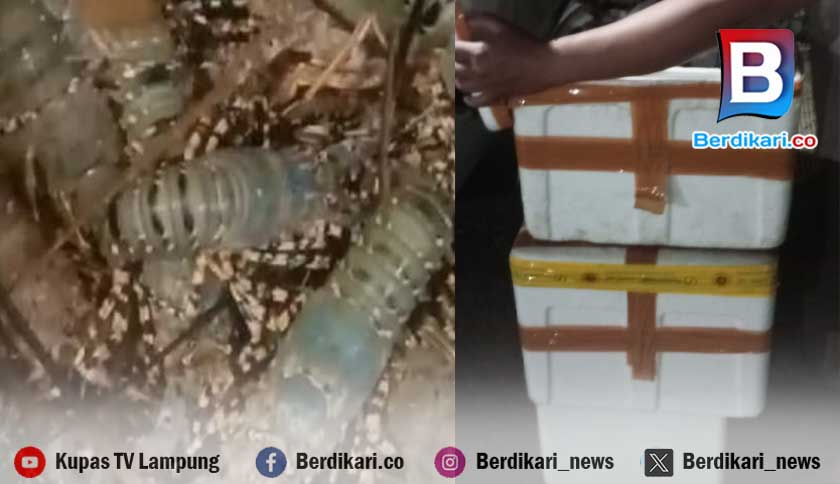 Pengiriman 500 Lobster ke Jakarta Gagal Karena Tak Kantongi Dokumen Hasil Uji Lab