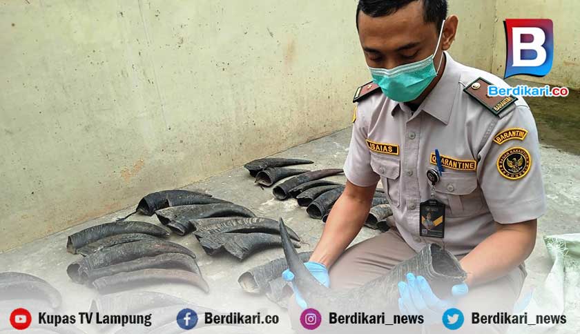 Pengiriman 70 Tanduk Kerbau Tanpa Dokumen Digagalkan di Bakauheni