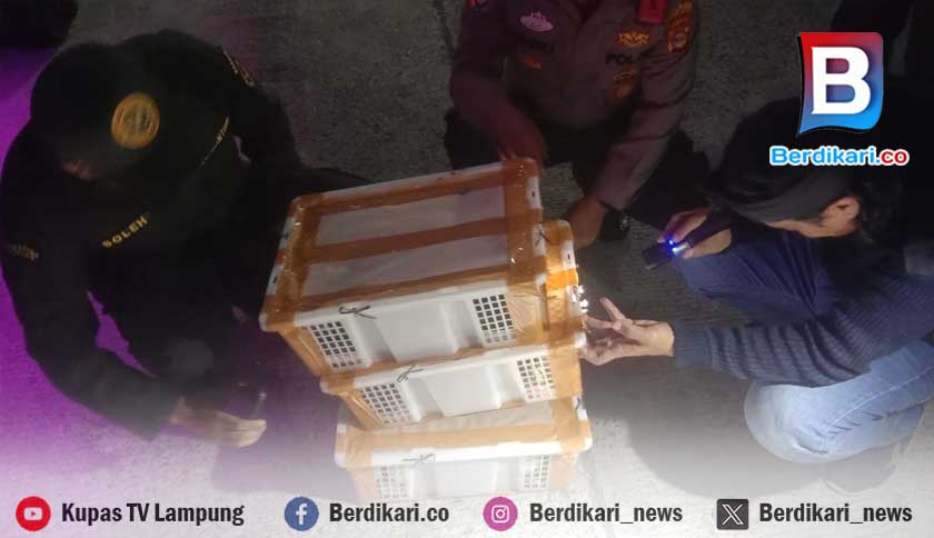 Perdagangan Burung Liar Kembali Terungkap di Bakauheni, 120 Ekor Diamankan
