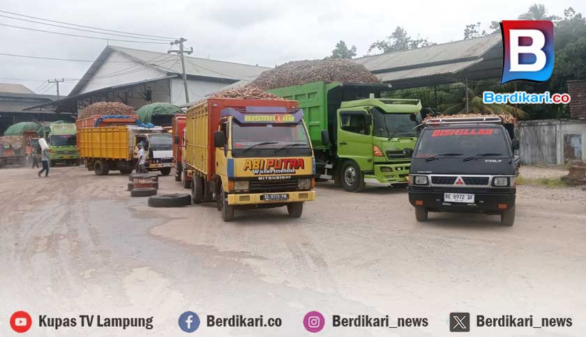 Petani Singkong di Lamtim Resah, Pabrik Tutup Hasil Panen Terancam Busuk