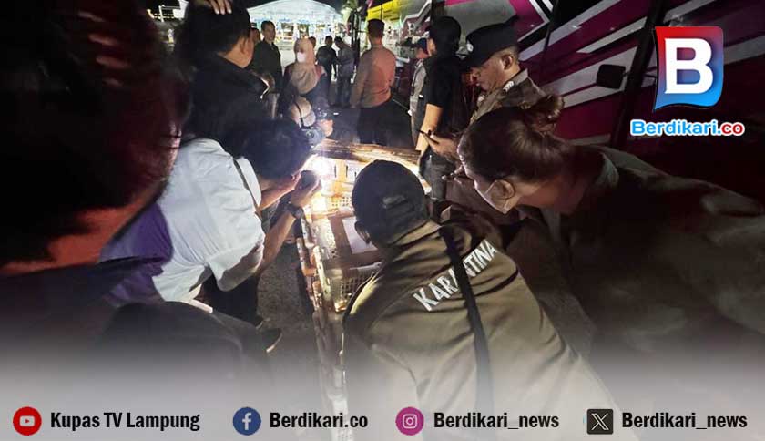 Petugas Bongkar Pengiriman Burung Ilegal Lewat Bus Antarprovinsi di Bakauheni