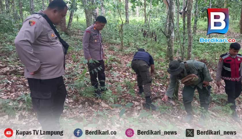  Petugas Gabungan Sisir Lokasi Kemunculan Harimau Sumatera di Desa Rawas Pesisir Barat