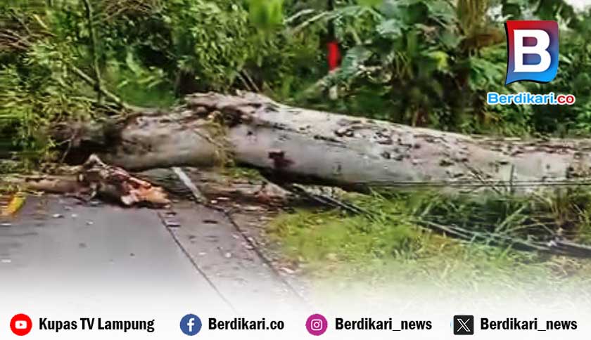 Pohon Tumbang di Canggu Lambar, Jaringan Listrik Padam