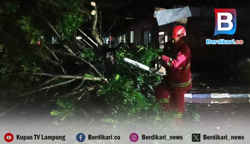 Pohon Tumbang Terjadi di Lingkungan Pemkab Lamsel