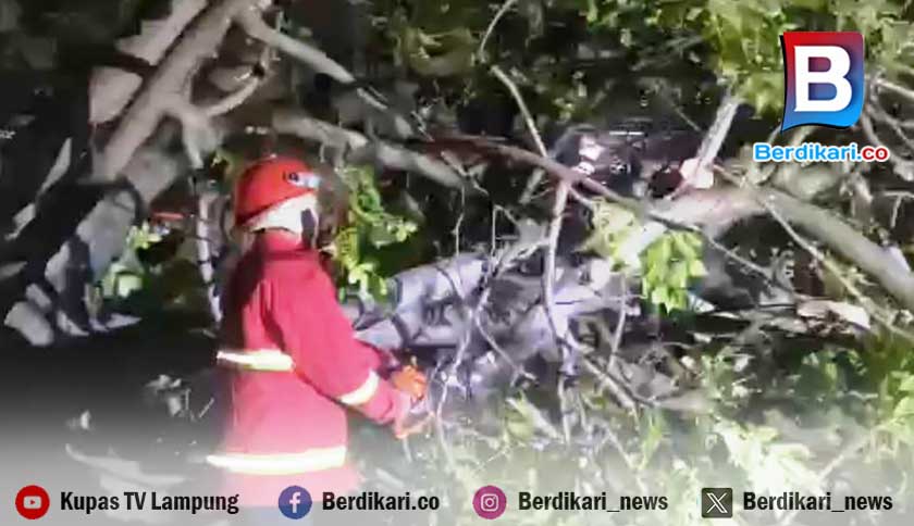 Pohon Tumbang Timpa Motor di Pasar Inpres Kalianda