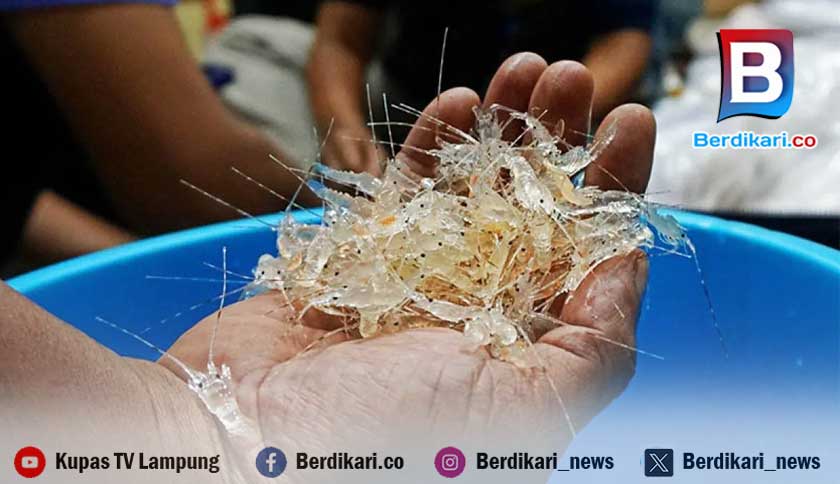 Polisi Amankan 100.000 Ekor Benih Lobster di Pesawaran Lampung