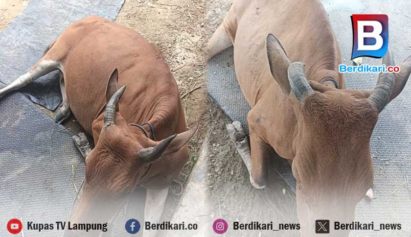 Polsek Gedung Aji Tangkap Pencuri Dua Ekor Sapi di Perkebunan PT SIP Tulang Bawang