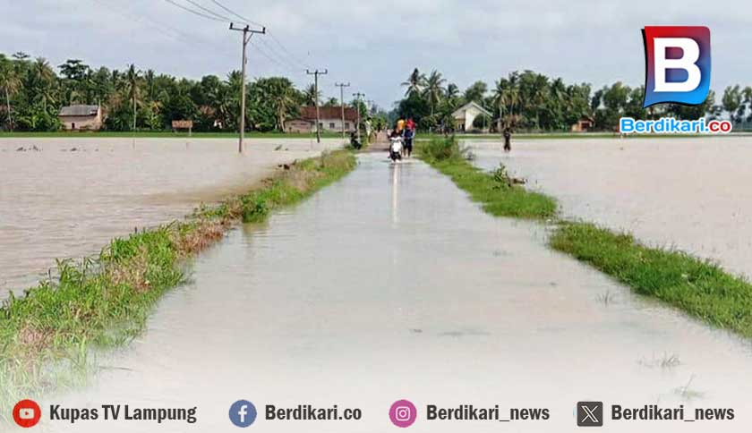 Ratusan Hektare Sawah di Candipuro Lamsel Terancam Puso