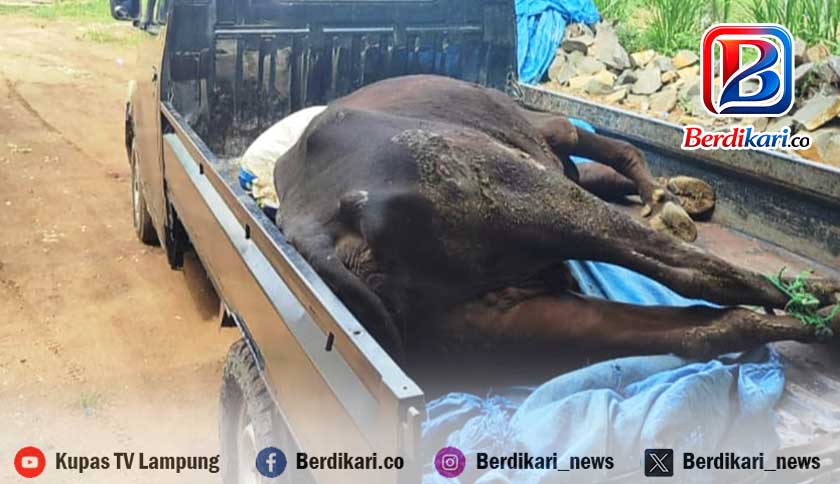 Ratusan Sapi di Lampung Timur Terserang PMK