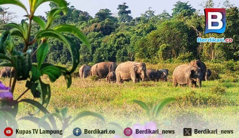 Taman Nasional Way Kambas Perkuat Pencegahan Konflik Gajah