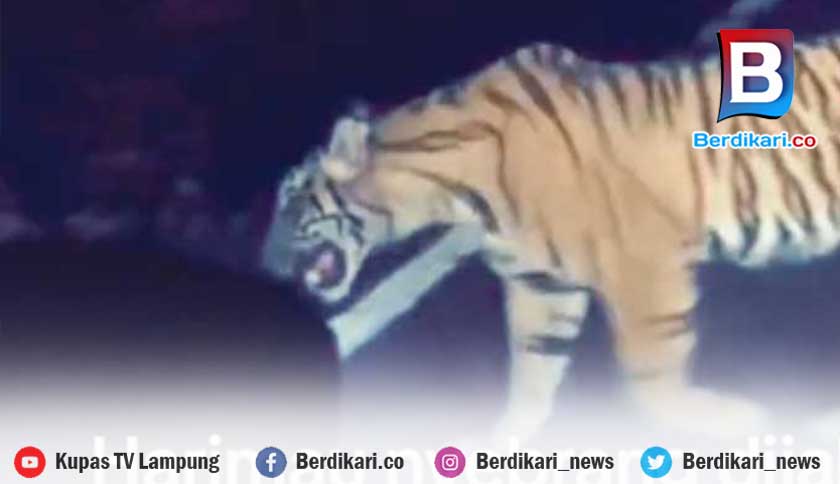 Tiga Kambing Hilang Diduga Dimangsa Harimau, Warga Dilarang ke Kebun Sendirian