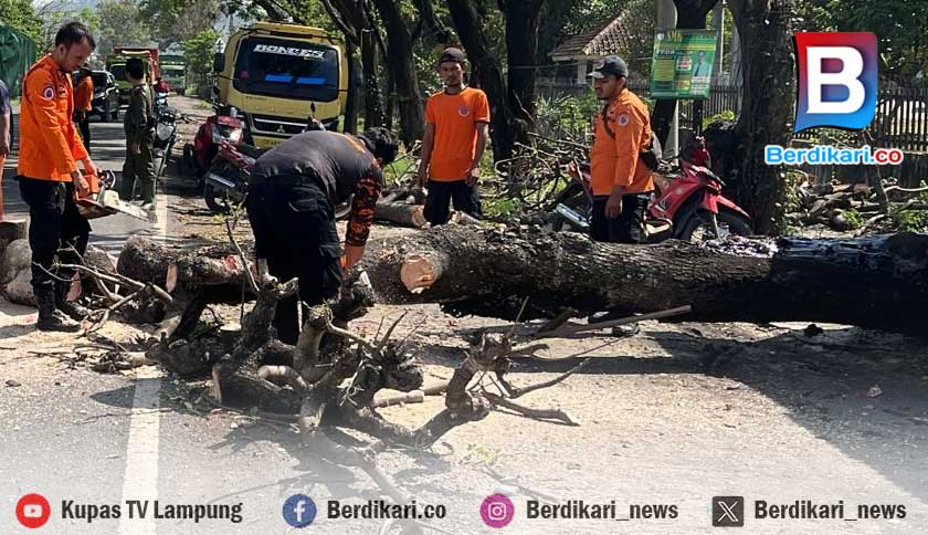 Tiga Pohon di Bandar Lampung Tumbang Diterjang Angin Kencang