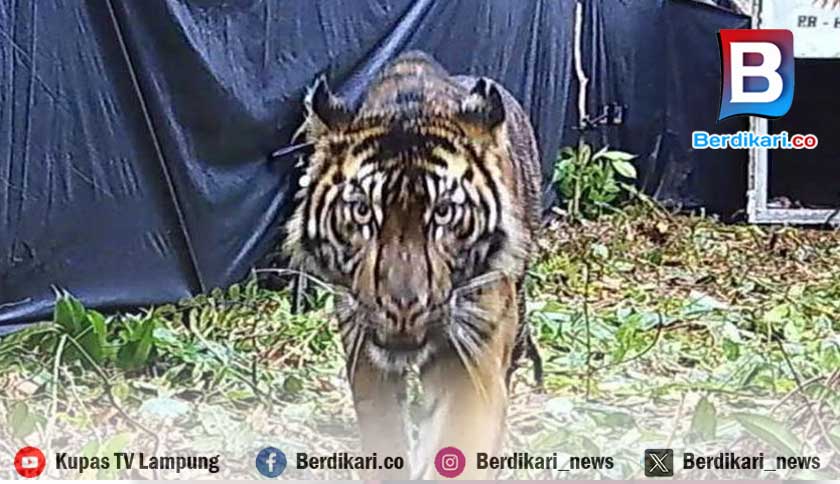 Tim Dirikan Posko Siaga dan Pasang Perangkap Harimau Sumatera