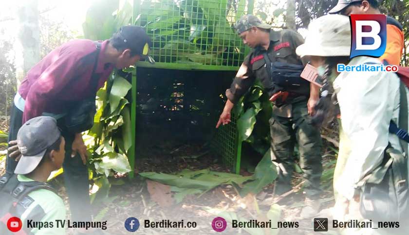 Tim Gabungan Suoh Lambar Pasang Jebakan Harimau