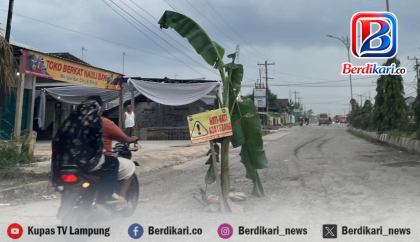 ‎Warga Banjarsari Metro Tanam Pohon Pisang di Jalan Rusak