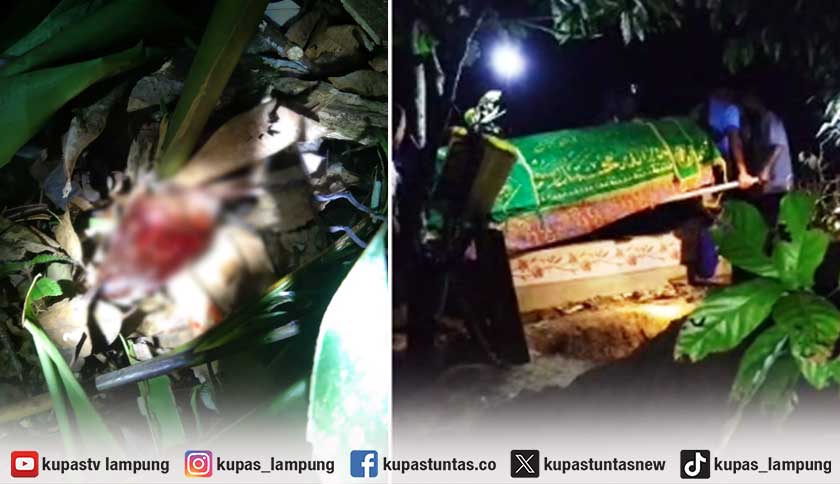 Warga Suoh Lampung Barat Tewas Mengenaskan Diduga Diterkam Harimau