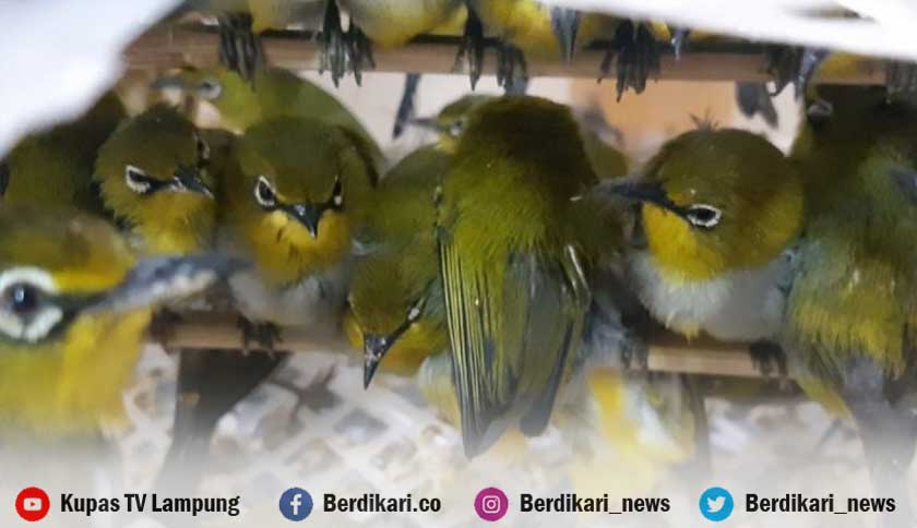 Berita