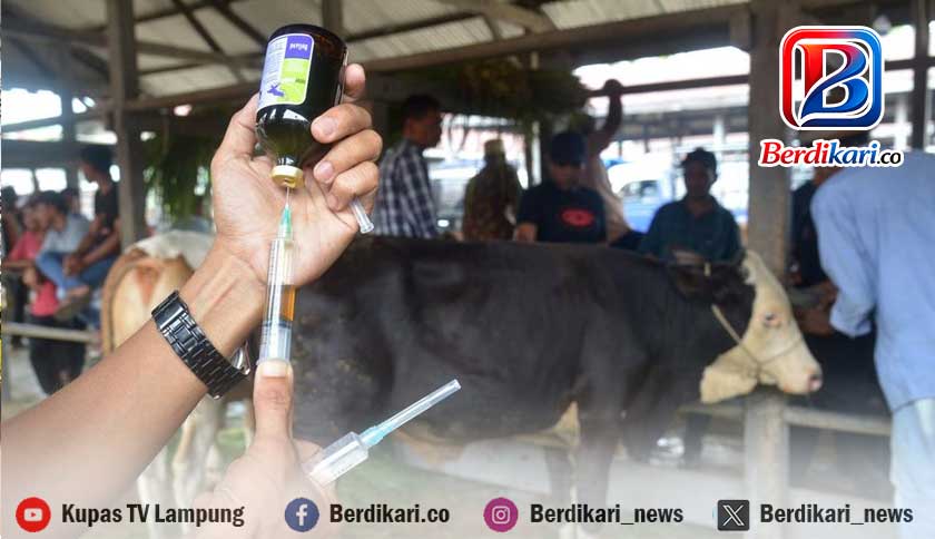 381.150 Dosis Vaksin PMK didistribusikan, Lampung Tengah Terima Paling Banyak 