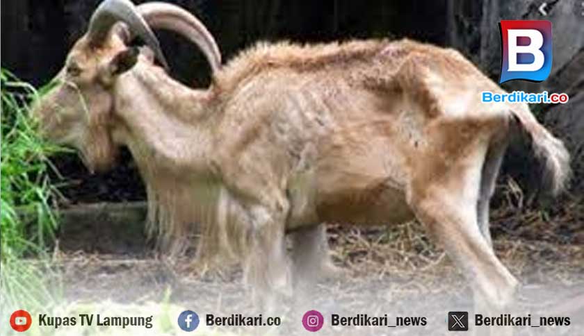 40 Ekor Kambing di Pringsewu Mati Akibat Terserang Cacingan