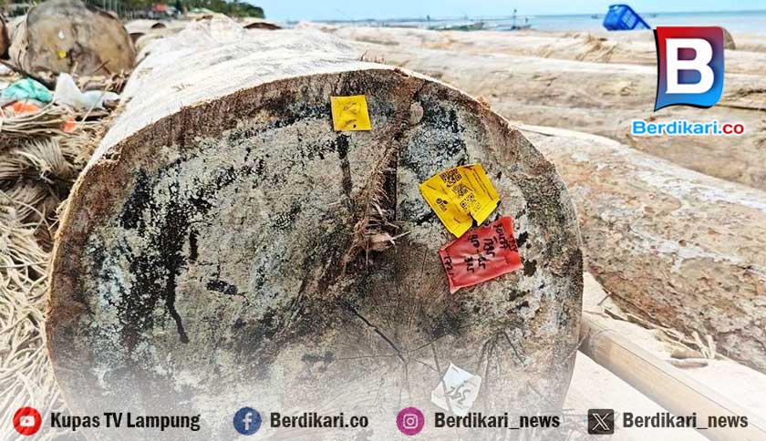 4.800 Kubik Kayu Gelondongan Terdampar di Perairan Pesibar Diduga Milik PT MPL