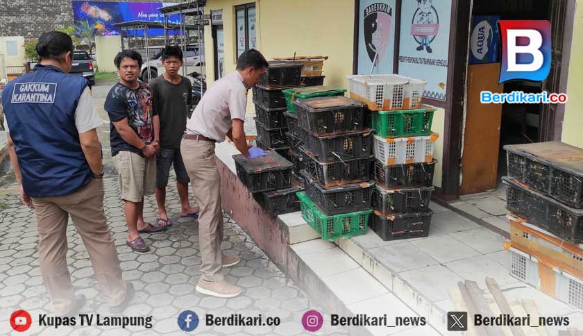 982 Ekor Burung Ilegal Diamankan di Bakauheni, Dua Pelaku Ditangkap