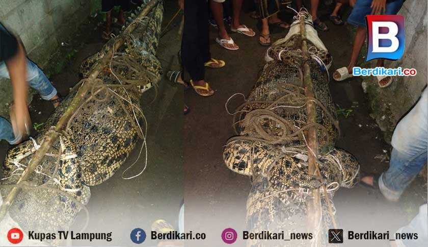 Buaya di Sungai Way Semaka Tanggamus Akhirnya Tertangkap