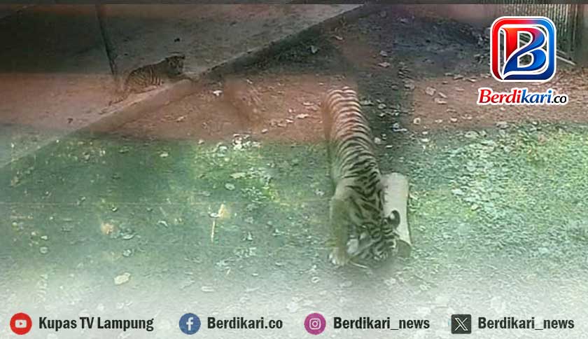 Dari Jerat ke Harapan, Dua Bayi Harimau Sumatera Lahir di Lembah Hijau