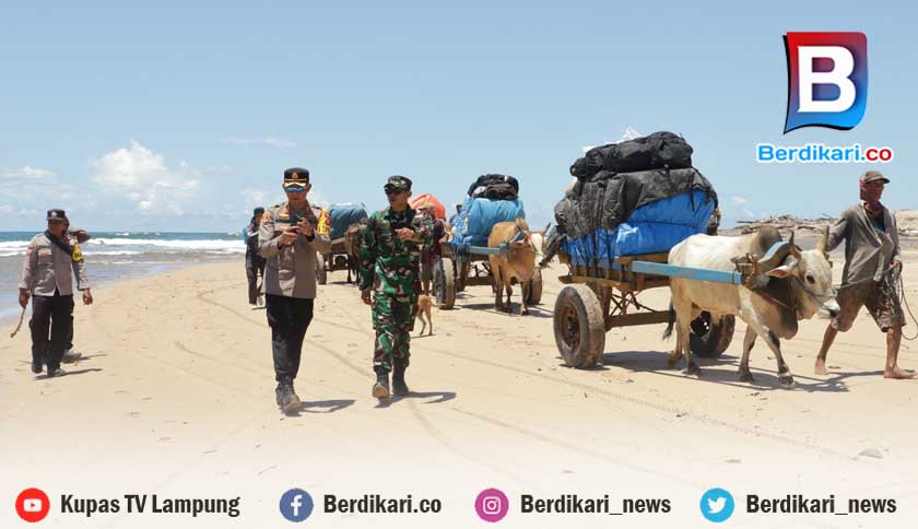 Distribusikan Logistik Pemilu di Empat Desa Pesisir Barat Gunakan Gerobak Sapi 