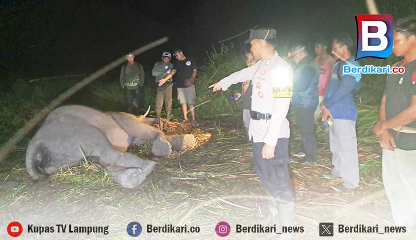 Anak Gajah di Way Kambas Mati Diduga Terserang Penyakit