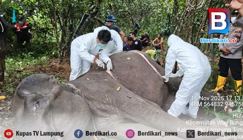Gajah di Way Kambas Mati Setelah Dirawat Intensif, Balai TNWK Perkuat Pengawasan Kesehatan Satwa